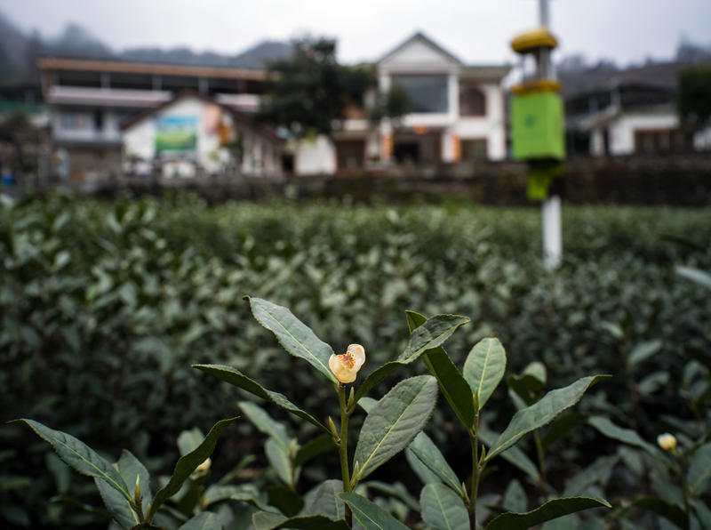 【新春走基层】甘肃文县碧口镇马家山茶园景色