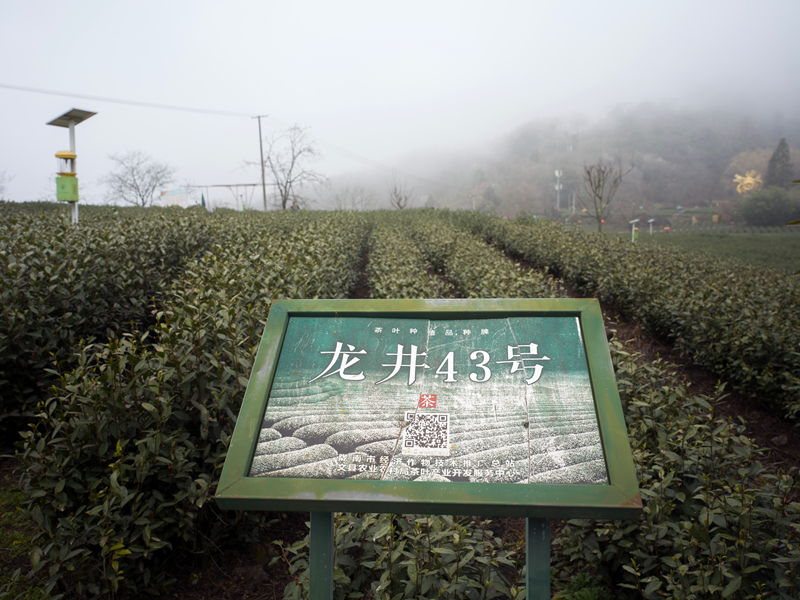【新春走基层】甘肃文县碧口镇马家山茶园景色