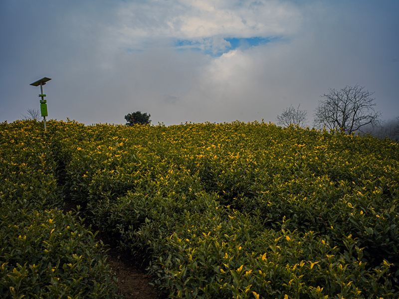 【新春走基层】甘肃文县碧口镇马家山茶园景色