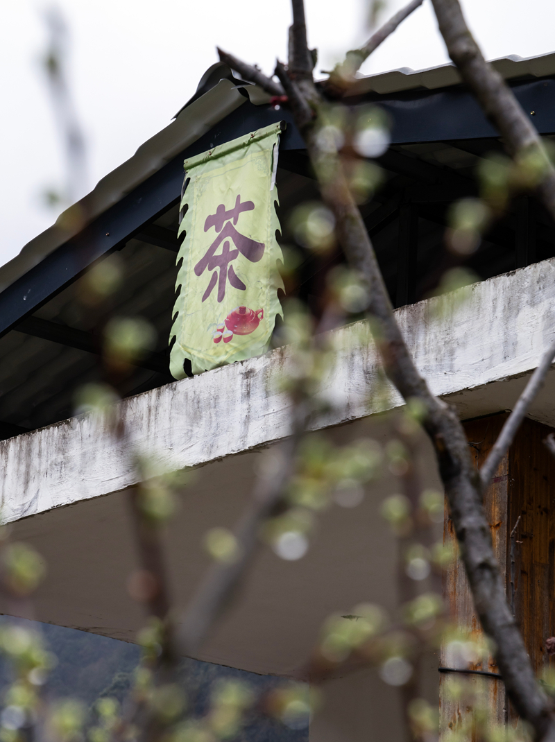 【新春走基层】甘肃文县碧口镇马家山茶园景色