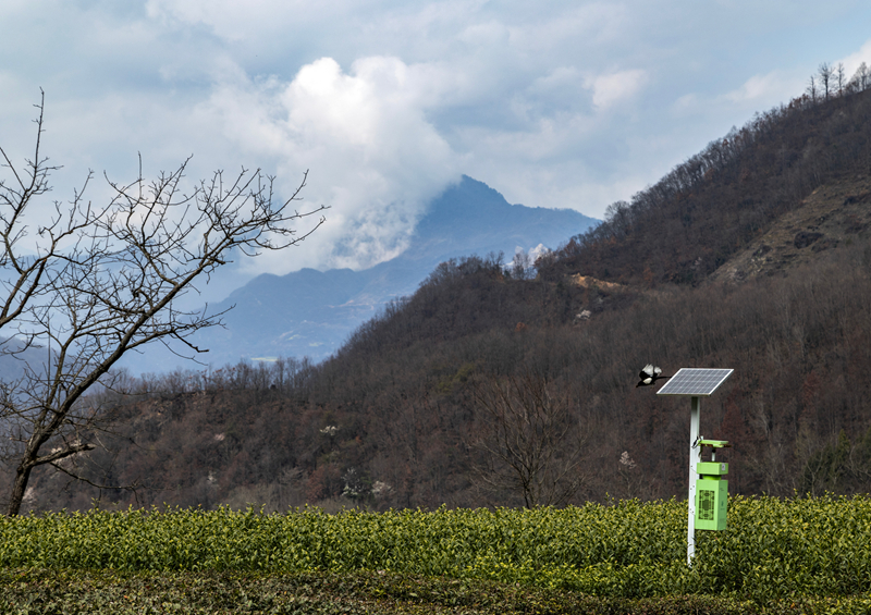 【新春走基层】甘肃文县碧口镇马家山茶园景色