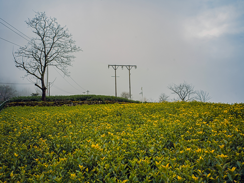 【新春走基层】甘肃文县碧口镇马家山茶园景色