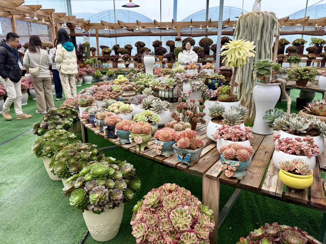 冷凉资源变身热产业 周宁花卉铺就乡村振兴“繁花路”