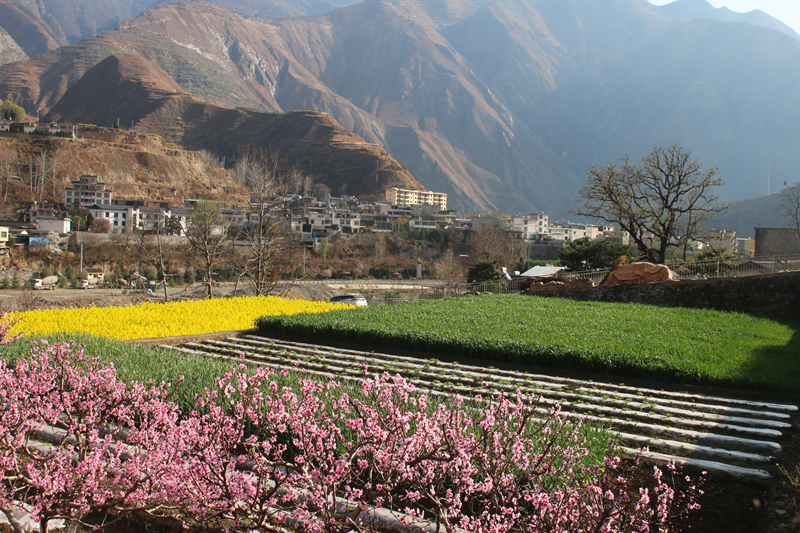 油菜花田景色美 文县春耕农事忙