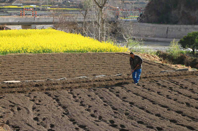 油菜花田景色美 文县春耕农事忙