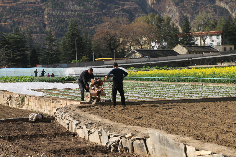 油菜花田景色美 文县春耕农事忙