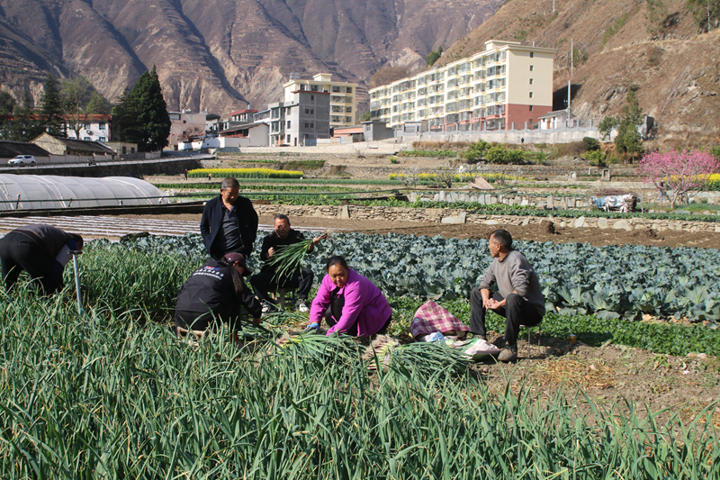 油菜花田景色美 文县春耕农事忙