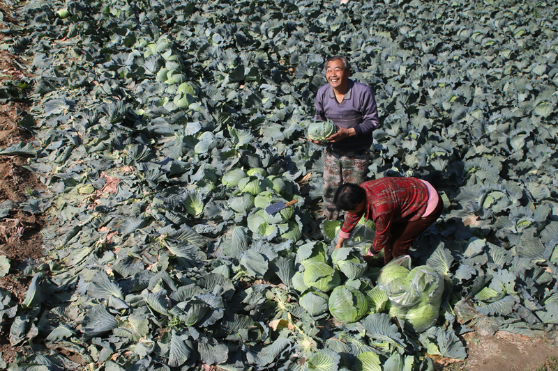 油菜花田景色美 文县春耕农事忙
