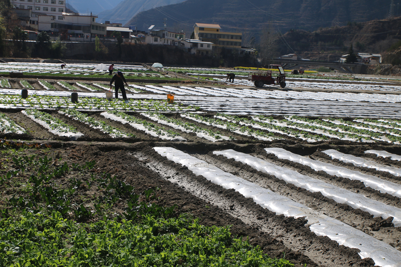 油菜花田景色美 文县春耕农事忙