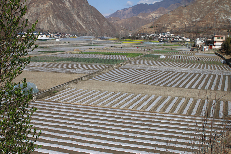 油菜花田景色美 文县春耕农事忙