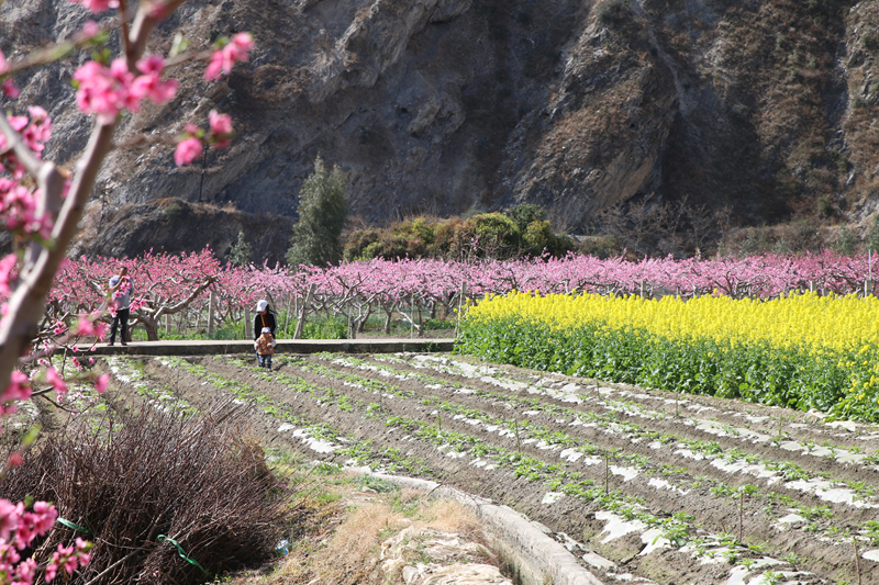 油菜花田景色美 文县春耕农事忙