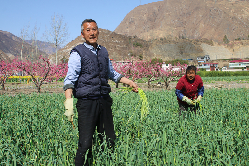 油菜花田景色美 文县春耕农事忙