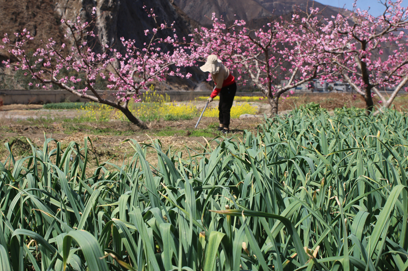 油菜花田景色美 文县春耕农事忙