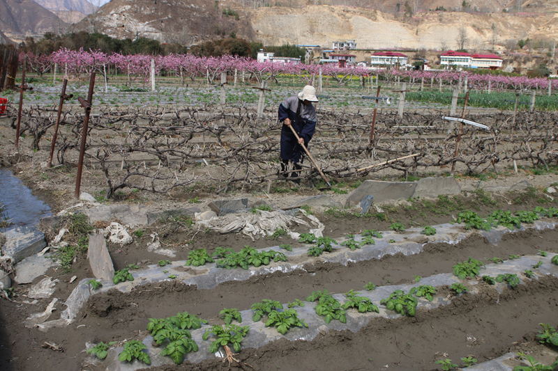 油菜花田景色美 文县春耕农事忙