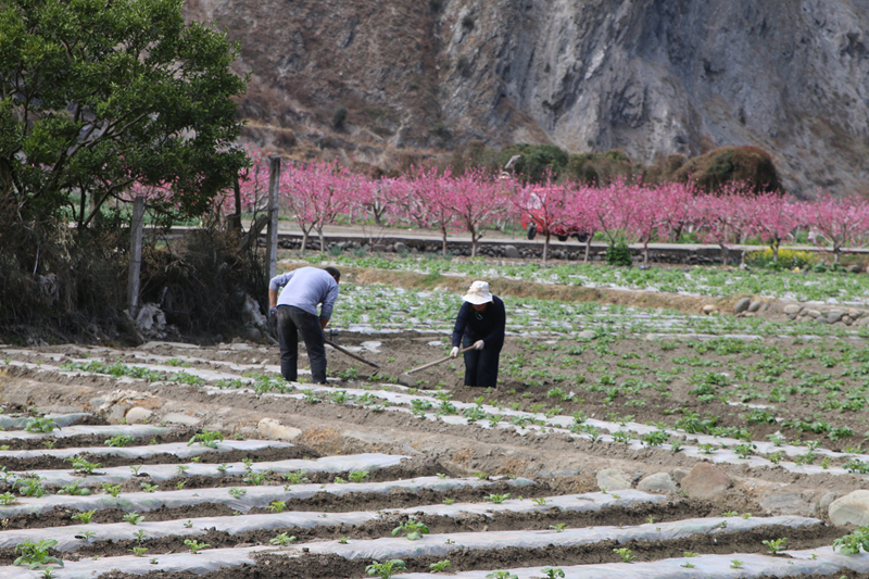 油菜花田景色美 文县春耕农事忙