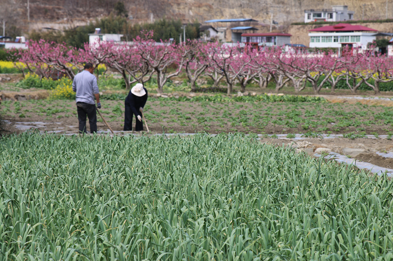 油菜花田景色美 文县春耕农事忙
