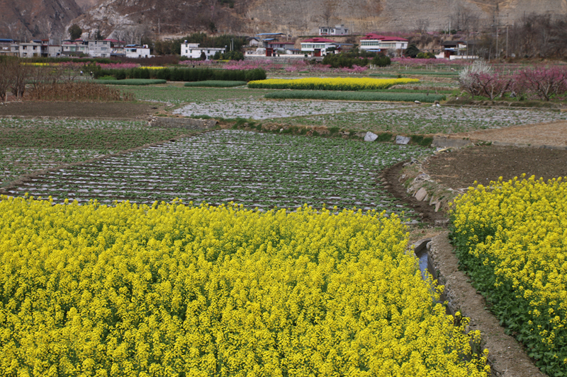 油菜花田景色美 文县春耕农事忙