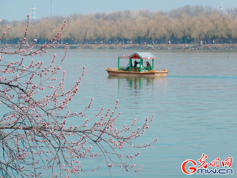 寻春颐和园:波光映画桥 春花枝头俏 寻春颐和园:波光映画桥 春花枝头俏