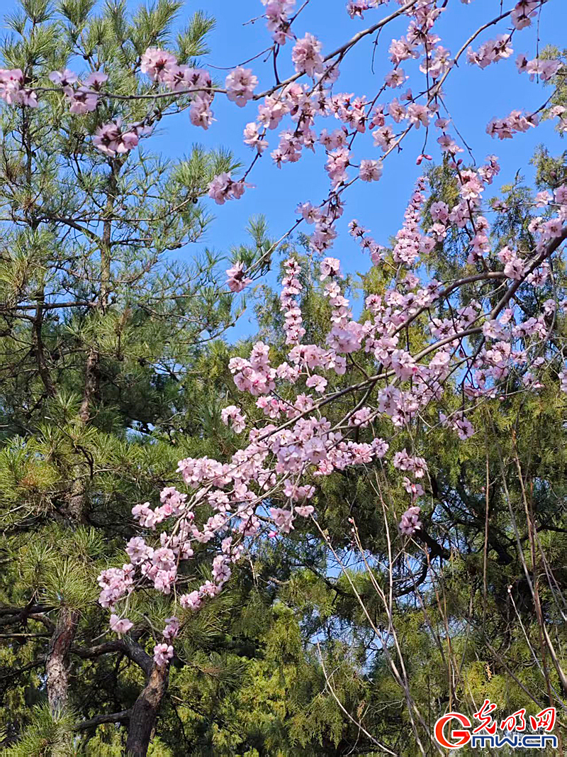 寻春颐和园:波光映画桥 春花枝头俏 寻春颐和园:波光映画桥 春花枝头俏