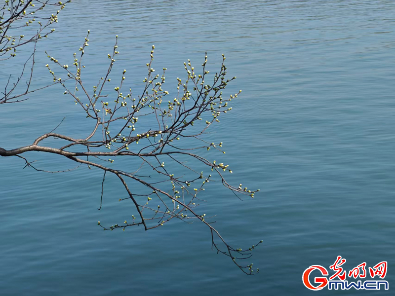 寻春颐和园:波光映画桥 春花枝头俏 寻春颐和园:波光映画桥 春花枝头俏