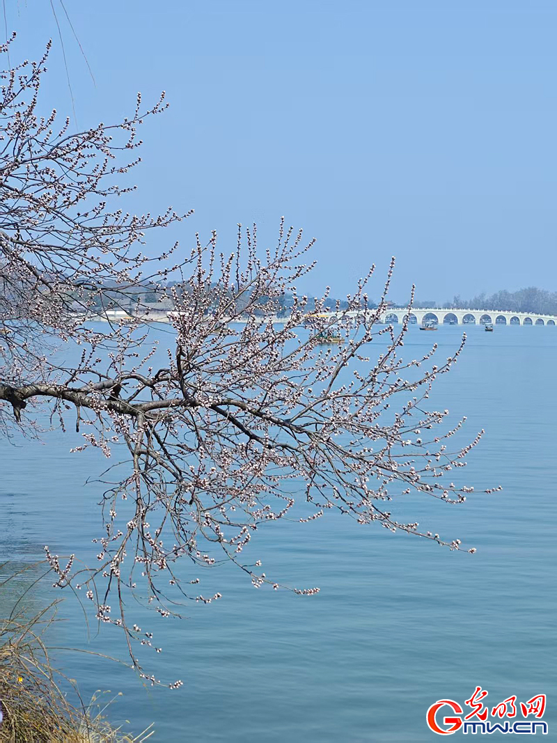 寻春颐和园:波光映画桥 春花枝头俏 寻春颐和园:波光映画桥 春花枝头俏