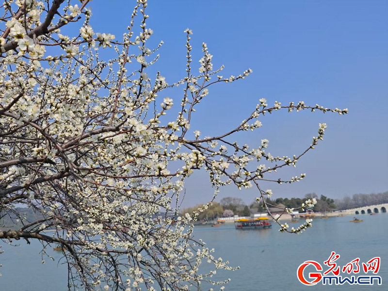 寻春颐和园:波光映画桥 春花枝头俏 寻春颐和园:波光映画桥 春花枝头俏