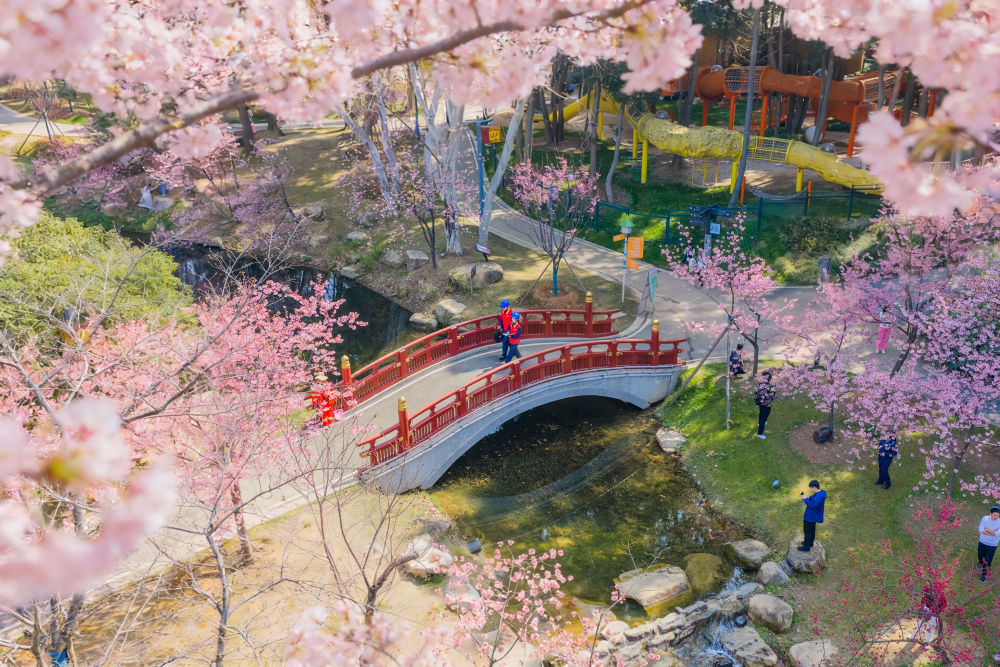 春日经济新图景｜踏春赏花，从“看风景”到“深体验”