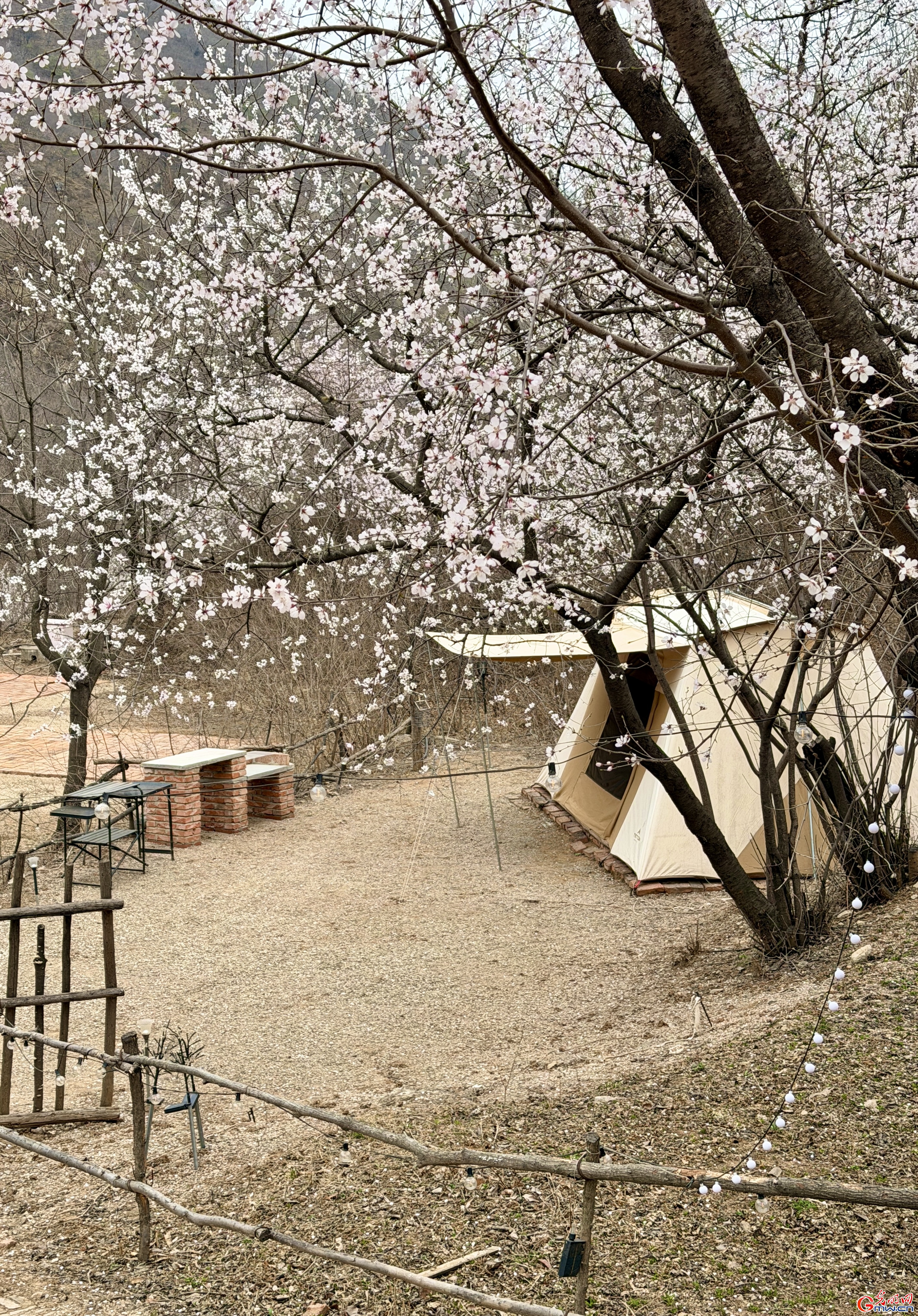 【网络中国节】清明时节 踏青赏花正当时