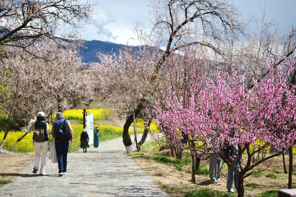 【网络中国节】清明假期来场Color Walk！解锁“赏花+”新玩法