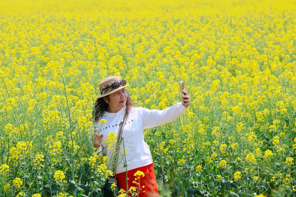 【网络中国节】清明假期来场Color Walk！解锁“赏花+”新玩法