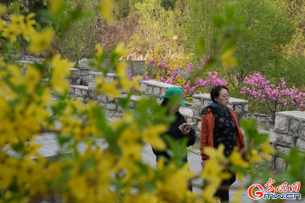 【网络中国节·清明】北京凤凰岭：春色满园 游人如织