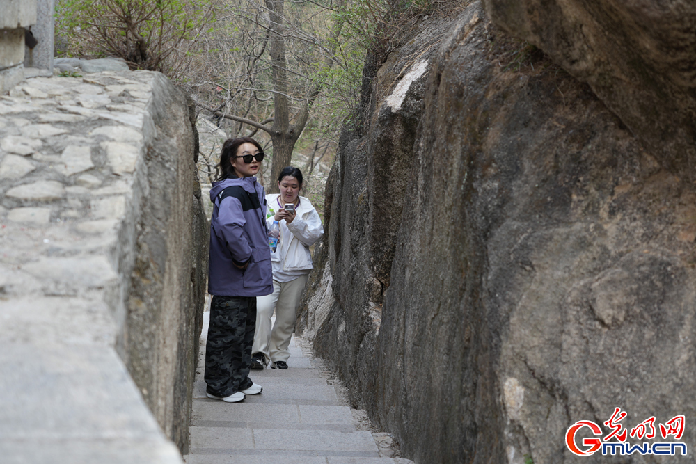 【网络中国节·清明】北京凤凰岭：春色满园 游人如织