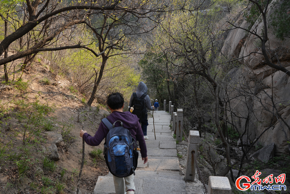 【网络中国节·清明】北京凤凰岭：春色满园 游人如织