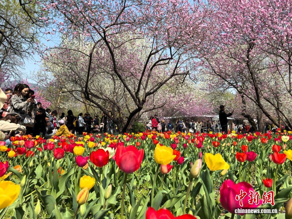 北京公园清明假期接待游客594.16万人次　颐和园人气最旺