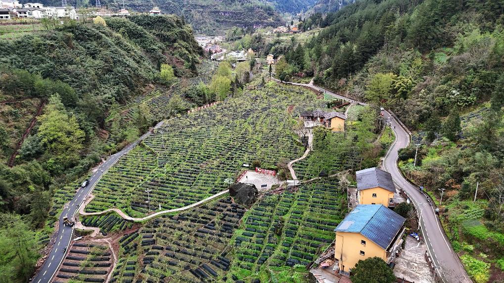 产业旺乡村靓——巴渝和美乡村建设见闻