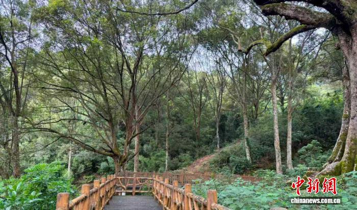 广东建设古树公园、绿美古树乡村、绿美红色乡村392个