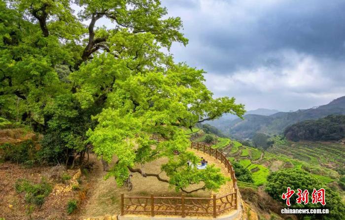 广东建设古树公园、绿美古树乡村、绿美红色乡村392个
