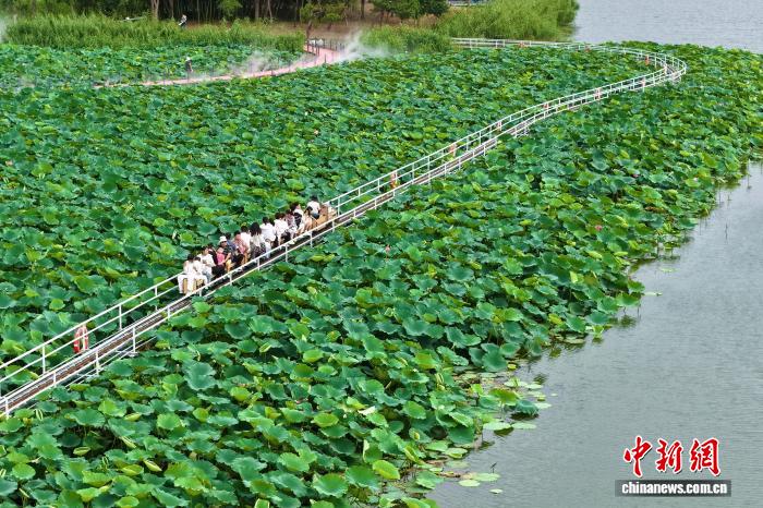 小火车穿行荷塘间 城市公园解锁夏日浪漫