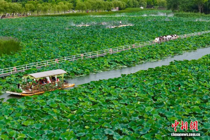 小火车穿行荷塘间 城市公园解锁夏日浪漫