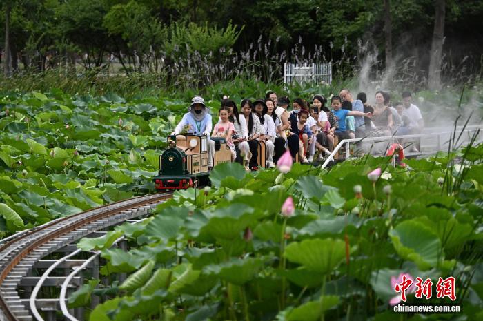 小火车穿行荷塘间 城市公园解锁夏日浪漫