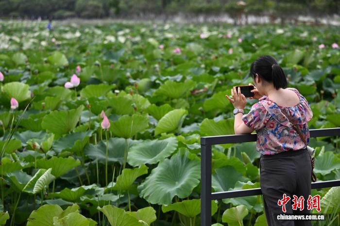 小火车穿行荷塘间 城市公园解锁夏日浪漫
