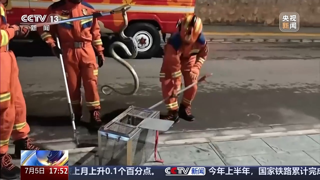 夏季蛇类活跃,遇到该怎么办?如果被咬伤要如何处理?