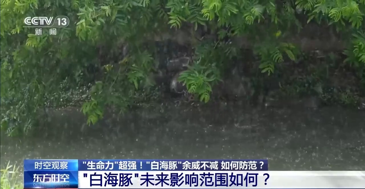 “生命力”超强的“白海豚”余威不减 如何防范?
