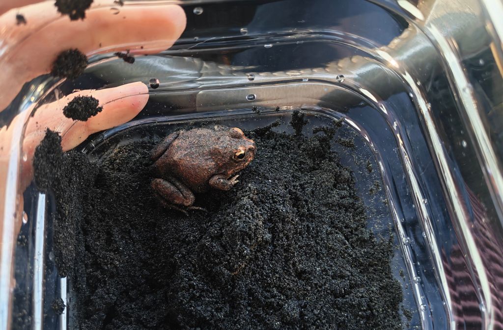 严防外来生物入侵 大理石沙蛙在中国口岸截获