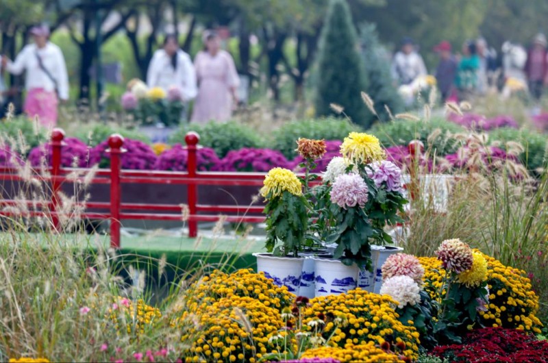 “花开北京・菊韵金秋”2026 北京菊花文化活动启幕