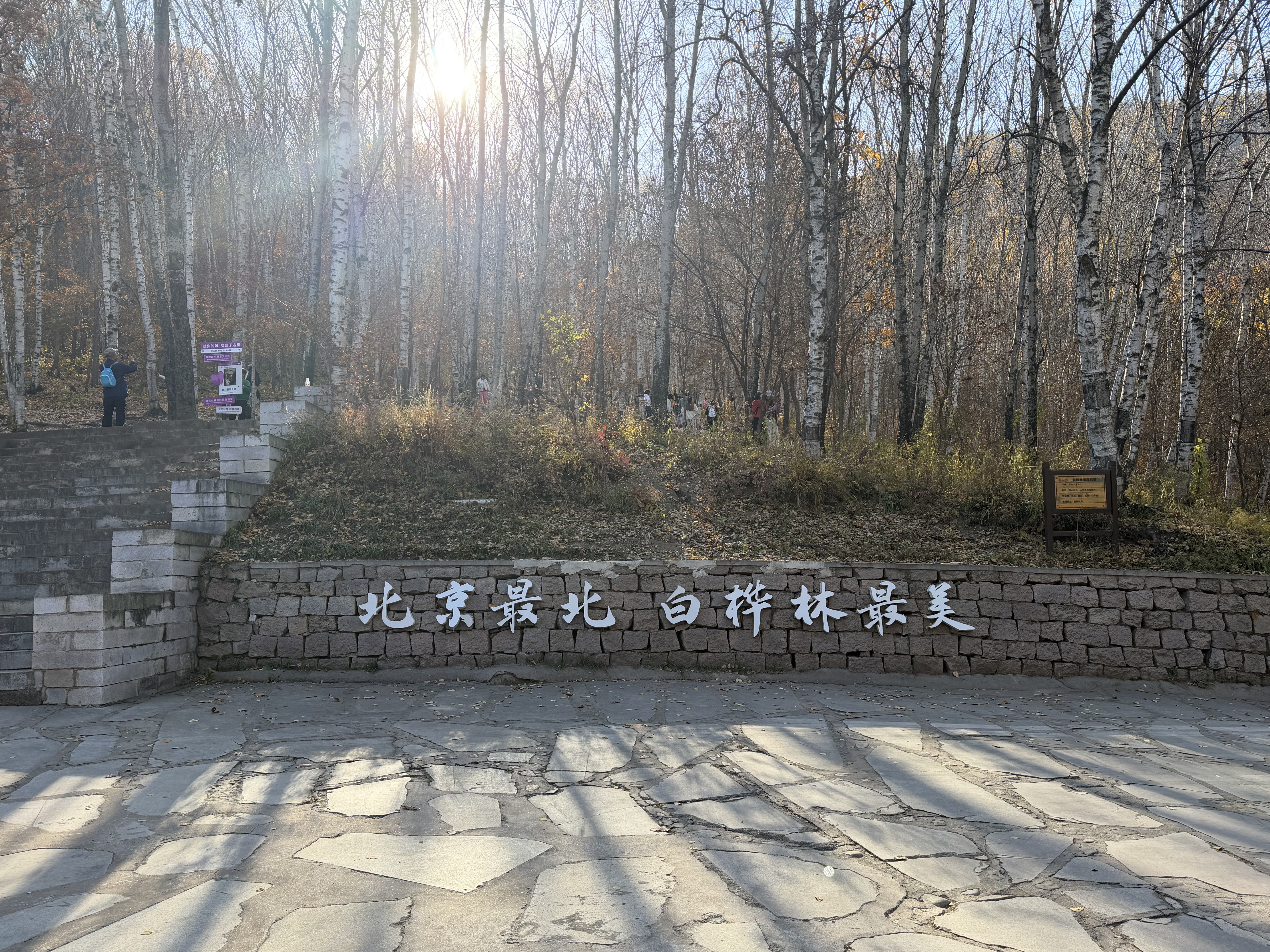 这个秋天，来北京“北极”，首赏金秋红韵