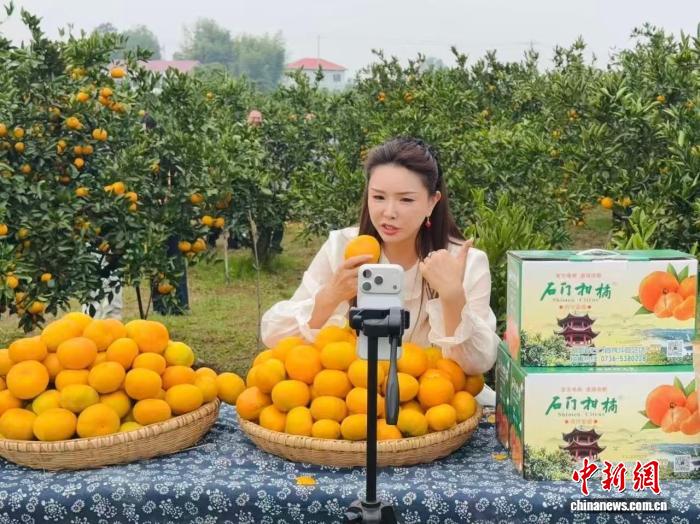 (走进中国乡村)橘香越重洋 湖南石门拓宽“甜蜜”外销路