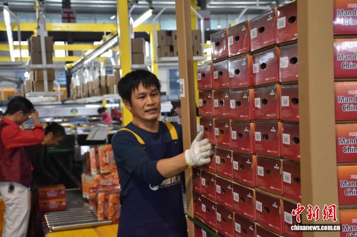 (走进中国乡村)橘香越重洋 湖南石门拓宽“甜蜜”外销路