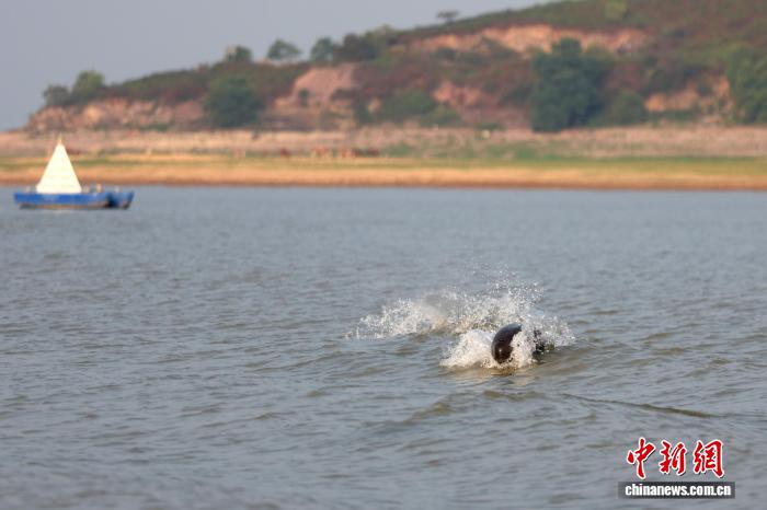 鄱阳湖巡护记:从“捕鱼人”到“生态守湖人”