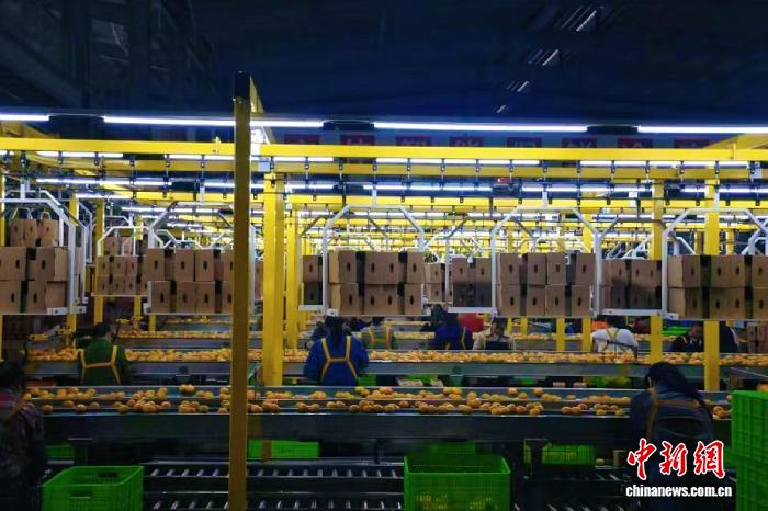(走进中国乡村)橘香越重洋 湖南石门拓宽“甜蜜”外销路